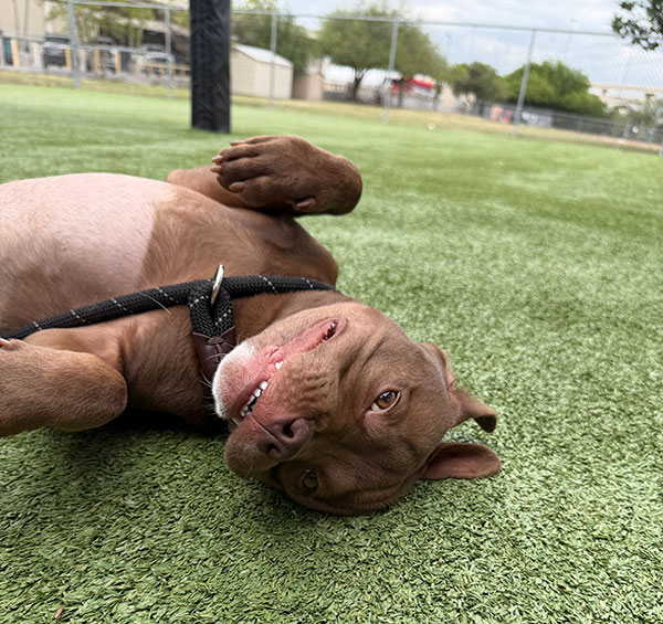 Shirly medical story