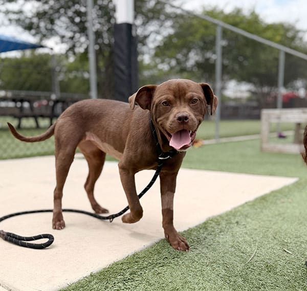 Shirly medical story