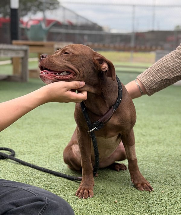 Shirly medical story