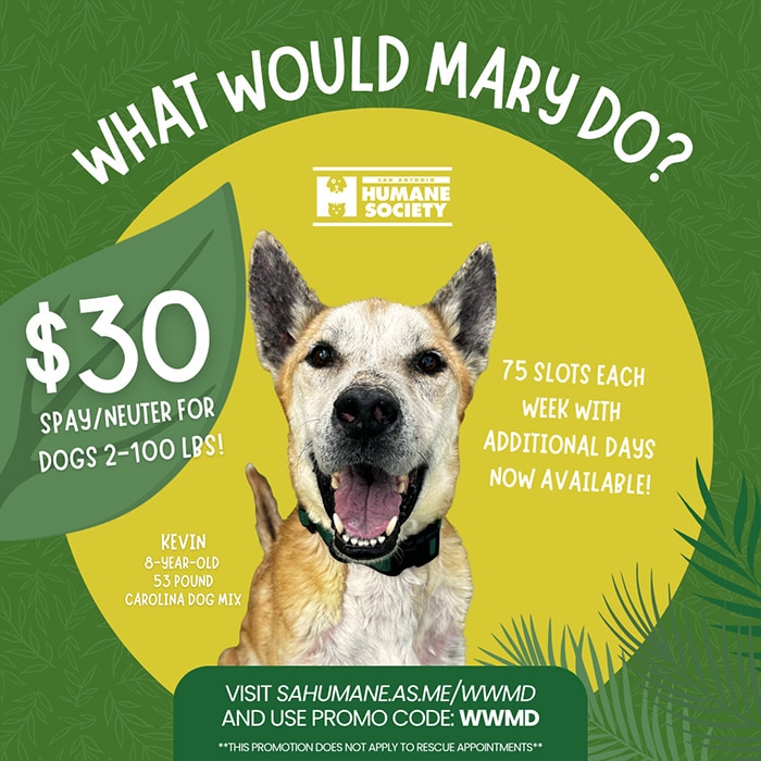What Would Mary Do? $30 Spay/Neuter Special at the SAHS