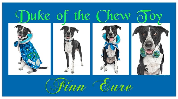 Duke of the Chew Toy 2026