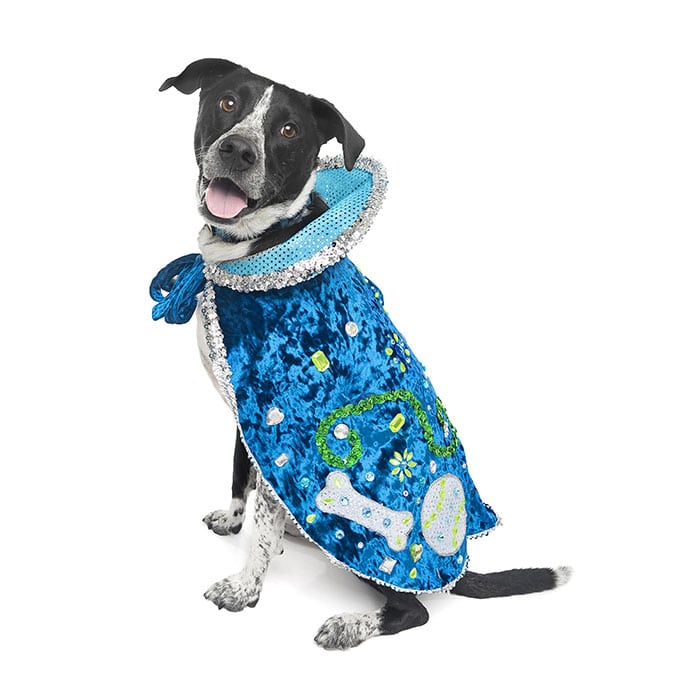 Finn, Duke of the Chew Toy ERF 2026