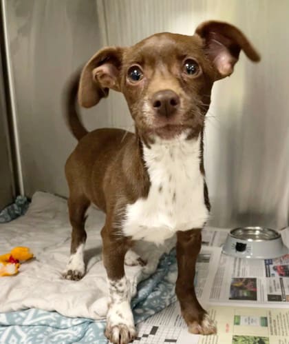 Opossum - Medical rescue dog at the SAHS