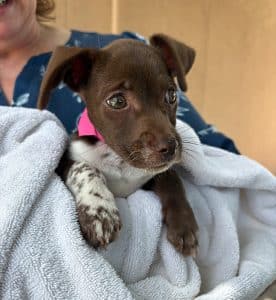 Opossum - Medical rescue dog at the SAHS