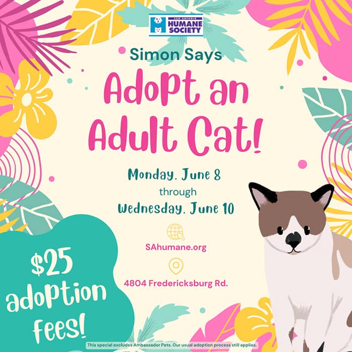 Simon Says Adopt an Adult Cat Adoption Special at the SAHS June 8 through June 10, 2026