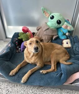 Sophie - Medical story